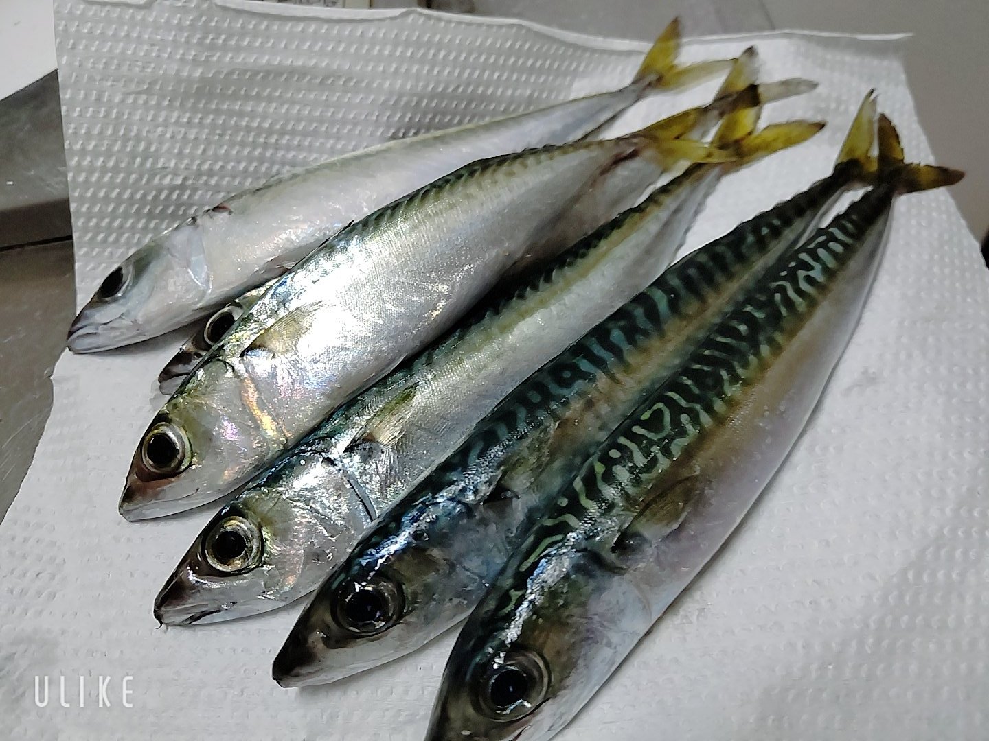 Sakiko 夜な夜な鯖を捌いたよ 明日は味噌煮と竜田揚げかな 魚料理 さばく サバ 三枚おろしできないの 大きいようで小さい T Co 3yrlii9buz Twitter