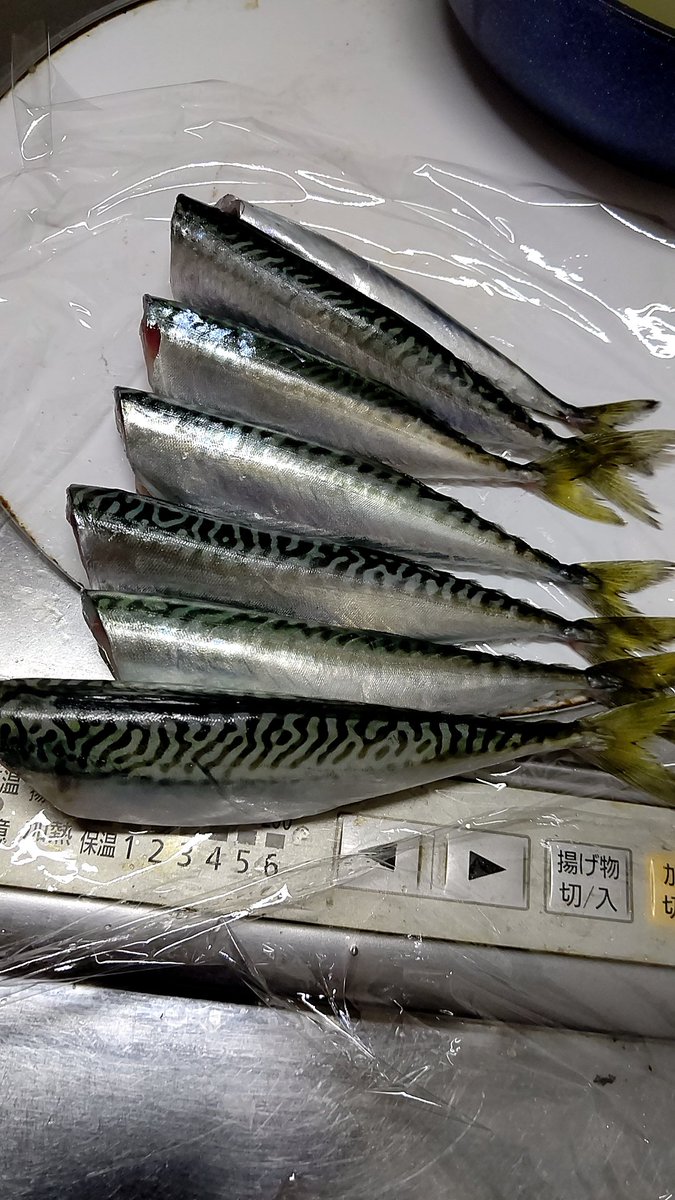 Sakiko 夜な夜な鯖を捌いたよ 明日は味噌煮と竜田揚げかな 魚料理 さばく サバ 三枚おろしできないの 大きいようで小さい Sakiko 夜な夜な鯖を捌いたよ 明日は味噌煮と竜田揚げかな 魚料理 さばく サバ 三枚おろしできないの 大きいようで小さい