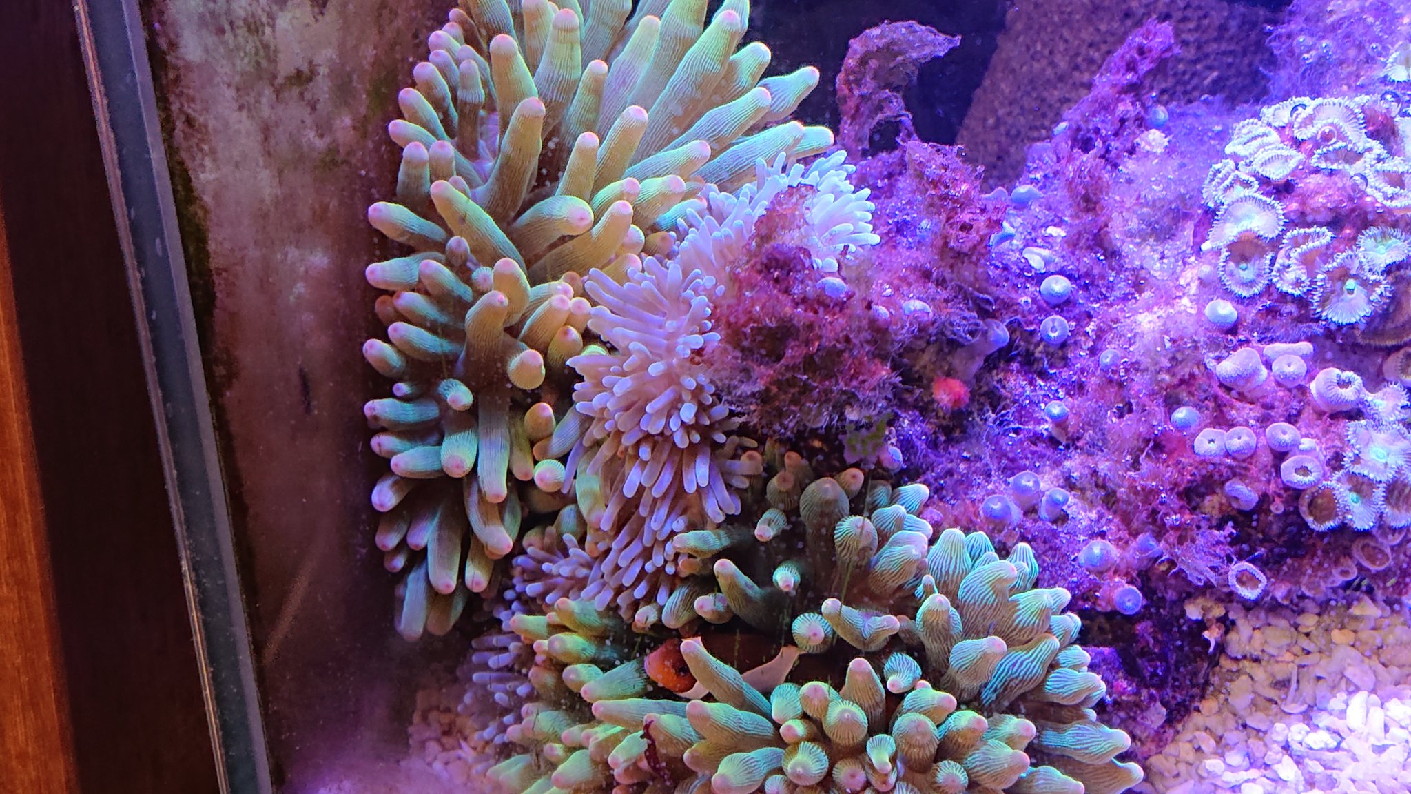 Mt サンゴイソギンチャク 3匹が合体 イソギンチャク サンゴイソギンチャク カクレクマノミ 共生 T Co Lzembqgnz4 Twitter Mt サンゴイソギンチャク 3匹が合体 イソギンチャク サンゴイソギンチャク カクレクマノミ 共生 T Co Lzembqgnz4 Twitter