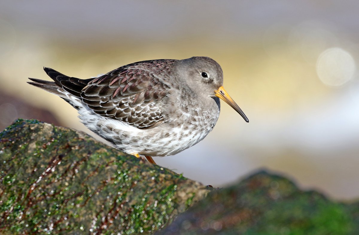 Waderworld1's tweet photo. With the dry &amp; bright weather predicted I decided to try to get some more shots of the Purple Sandpipers showing some purple sheen, image taken this morning 1 of 16 present today, also nice to watch them feeding &amp; bathing in the Chewton Bunny stream. https://t.co/ztd9pgZ0M9