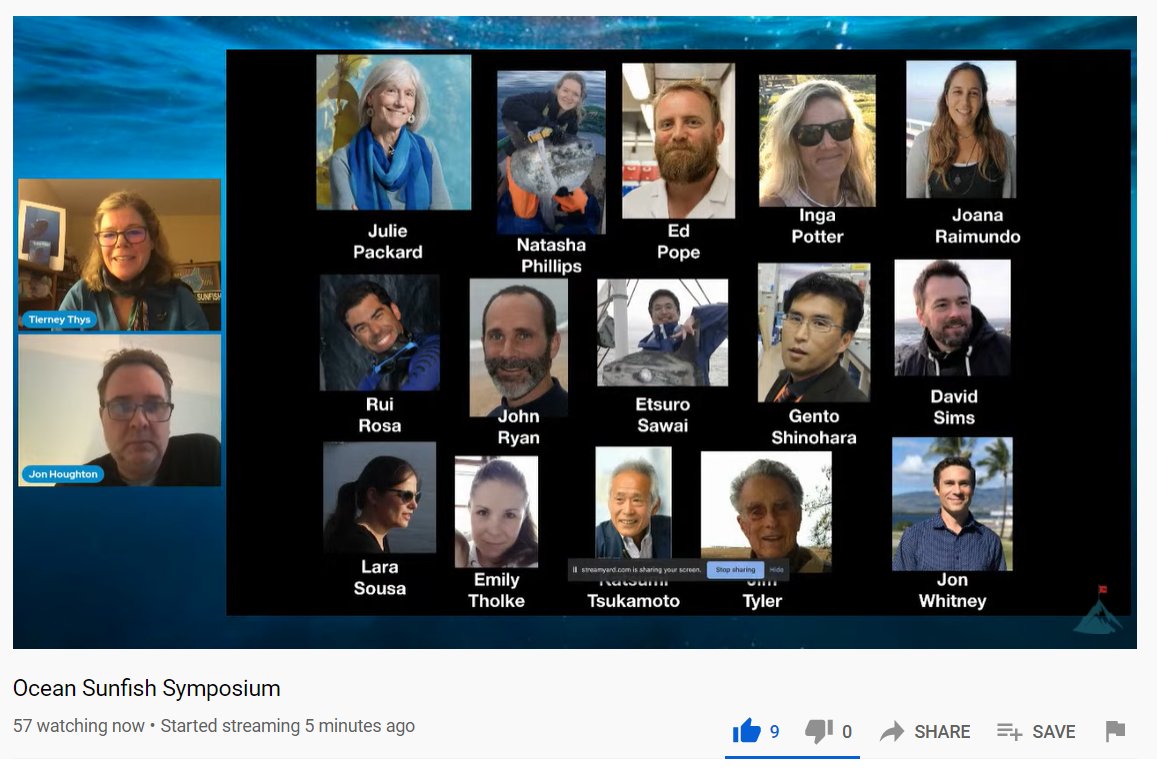 sunfishresearch's tweet photo. And we are off!! The #SunfishSymposium is live now, opening with a fantastic discussion between @TierneyThys @PelagicLabQUB &amp; @juliepackard! Join us  https://t.co/IirW6xBgdL 📺🐠🙌 #teamfish #oceanoptimism https://t.co/4ODFaDSzw2