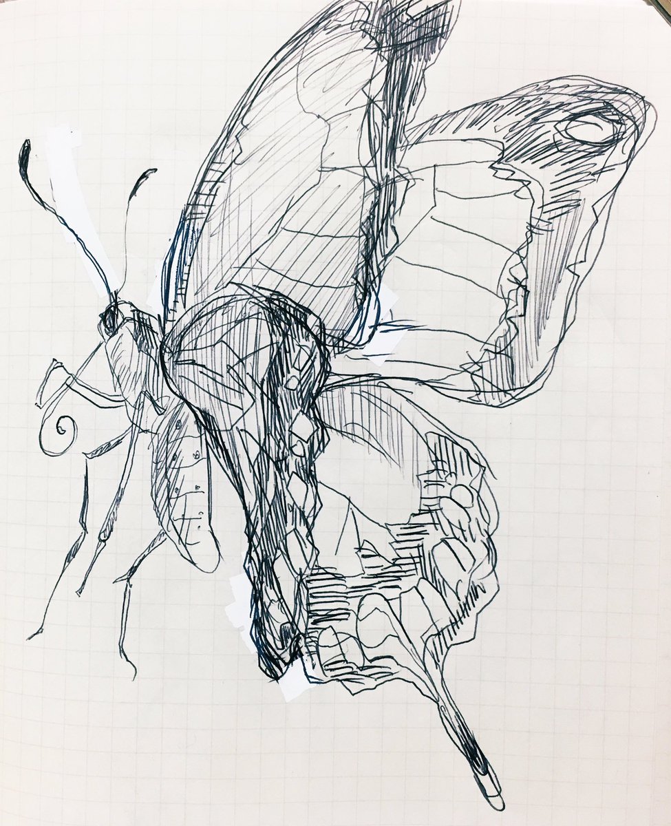#らくがき #スケッチ #アナログ #蛾 #蝶 #ボールペン モスはモッサリガリガリ、チョウはアッサリラクガキ。オッパッピ....