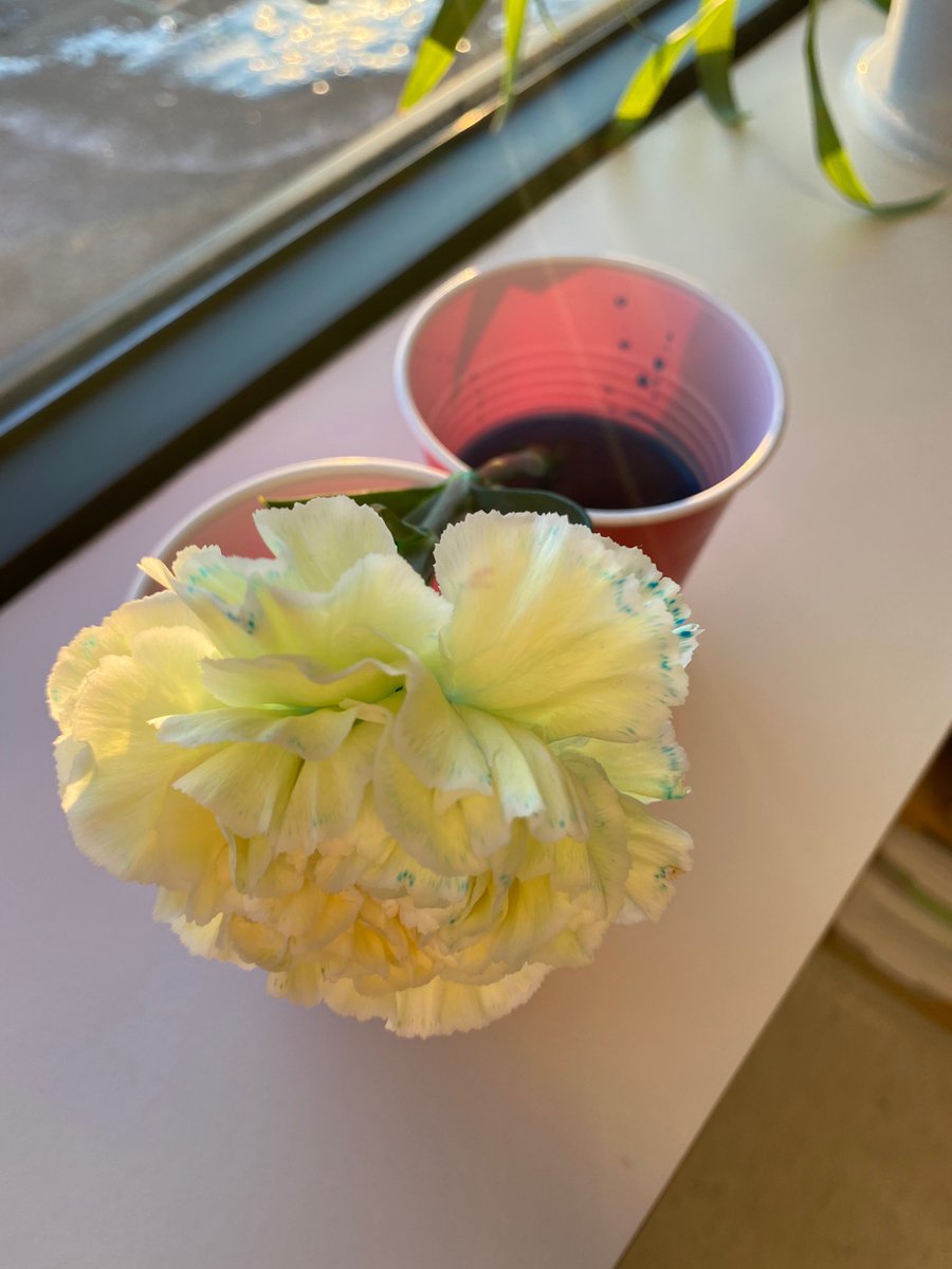 mshogansgrade1's tweet photo. My Grade one students completed the Steve Spangler carination experiment and even though it didn’t show the bright colours we were hoping for we still had fun! @stemnorth https://t.co/QBYyYZ6NEp