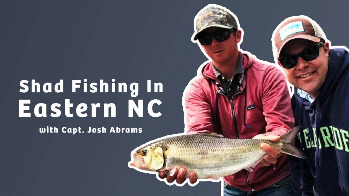 FishPoster's tweet image. Episode 46: Shad Fishing in Eastern NC, with Capt. Josh Abrams conta.cc/3saHN4m