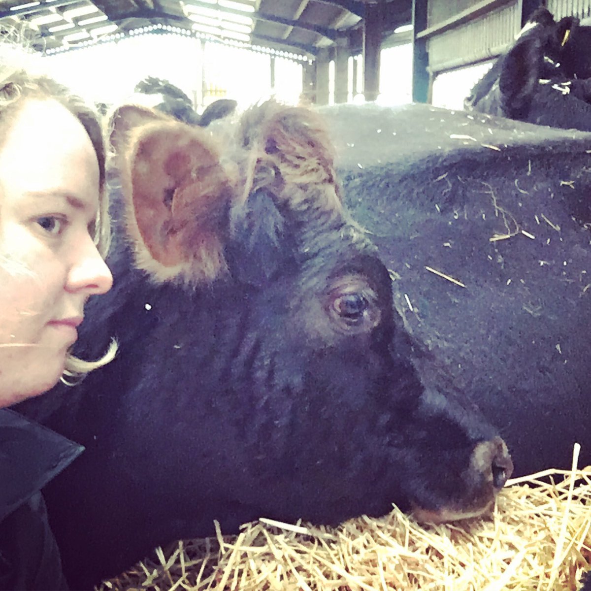 I nose she’s looking at me👃#Saith #Heifer #JerseyX