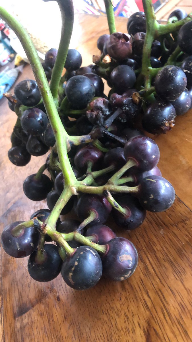YantzaFarm's tweet photo. Pourouma cecropiifolia, comúnmente llamado uva amazónica produce una fruta similar a la uva 🍇🌎 #permatree #fincayantza #ecuador #superalimentos #superfoods #zamorachinchipe https://t.co/3nqPgRkG9N
