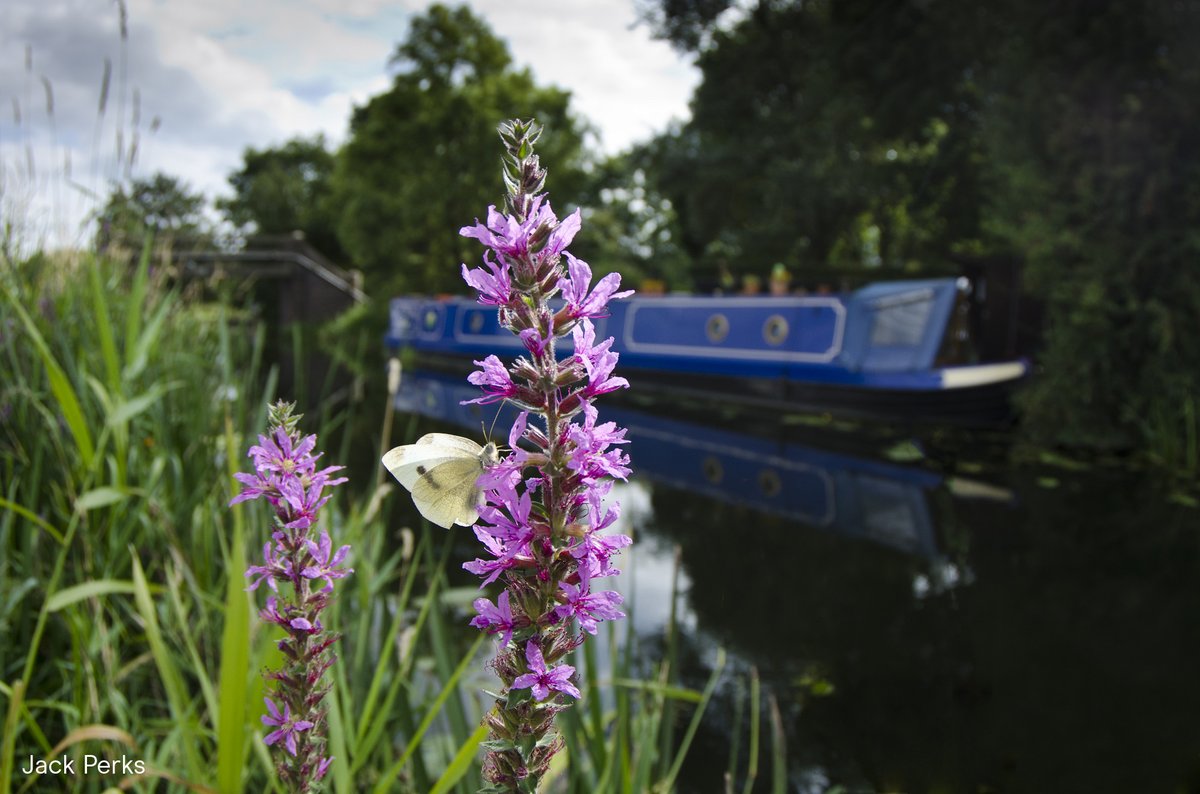 Have you taken part in our largest ever #CitizenScience study yet? Download the @Urban_Mind_Proj app and monitor how the environments you experience daily affect your mood 🦋🚶. Find out more - canalrivertrust.org.uk/news-and-views… 📷 Jack Perks