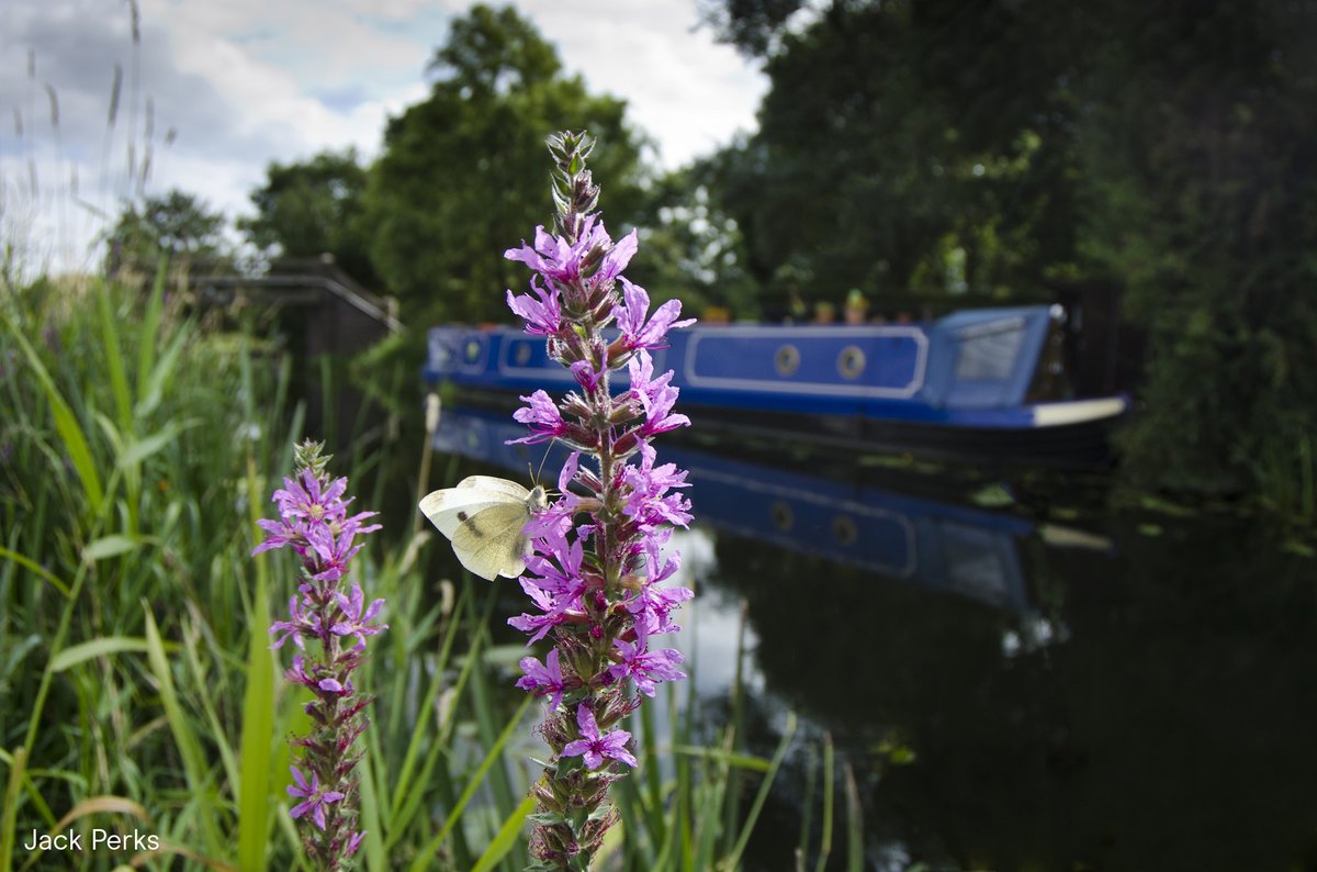 Canal & River Trust (@canalrivertrust) on Twitter photo Have you taken part in our largest ever #CitizenScience study yet? Download the <a href="/Urban_Mind_Proj/">Urban Mind Project</a> app and monitor how the environments you experience daily affect your mood 🦋🚶. Find out more - canalrivertrust.org.uk/news-and-views…
📷 Jack Perks Have you taken part in our largest ever #CitizenScience study yet? Download the <a href="/Urban_Mind_Proj/">Urban Mind Project</a> app and monitor how the environments you experience daily affect your mood 🦋🚶. Find out more - canalrivertrust.org.uk/news-and-views…
📷 Jack Perks