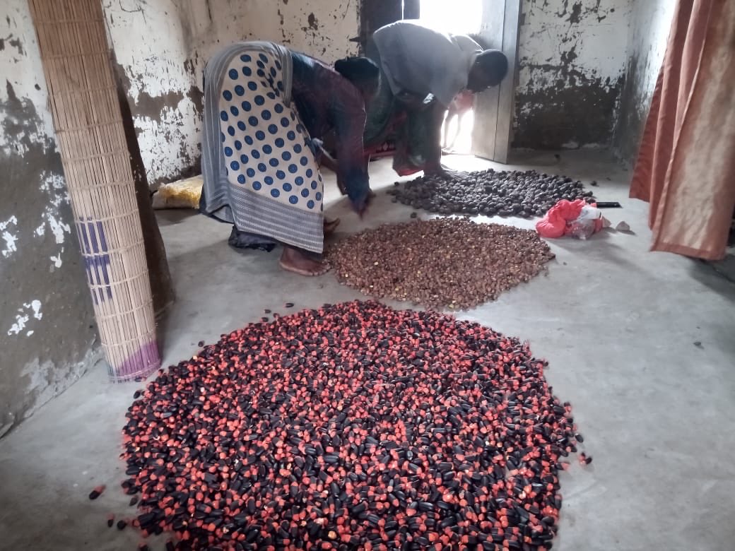 Nature Kenya is currently mobilising local communities in Tana River Delta to collect indigenous tree seeds for propagation. The seed collection activity seeks to avail indigenous tree seedlings for landscape restoration. #TheRestorationInitiative