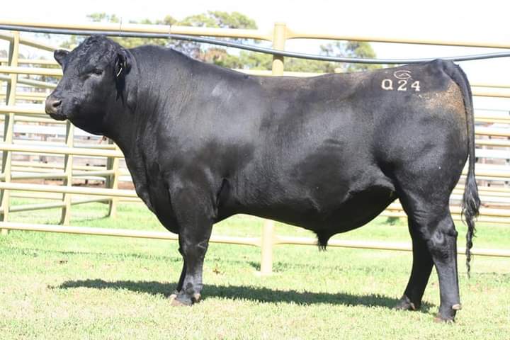 Coonamble Angus Bull Sale, WA - 102/102 bulls sold to $30,000 (Lot 9. Coonamble Q24) &amp; av. $13,422.
