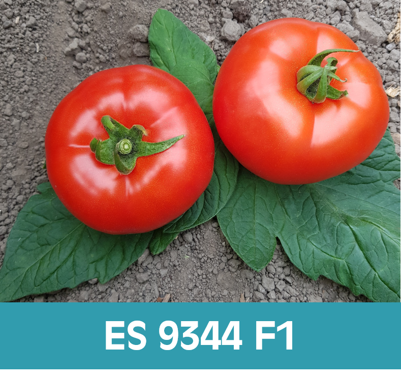 ErgonSeed's tweet photo. Ergon has a wide range of determinate tomatoes for outdoor cultivation. We offer outdoor tomato varieties in two main segments: blocky/roma and round types. This month we would like to introduce three varieties of our determinate round tomatoes!
More info? Check our website! https://t.co/YSt4LPf3ip