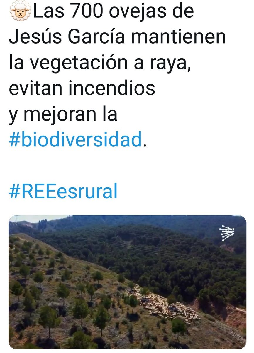 CiudadCalahorra's tweet photo. #Calahorra, escogida por @RedElectricaREE para proyecto pionero en España #PastoreoenRed.
Vigilan con drones la vegetación bajo lineas alta tensión y la eliminan con rebaños de ovejas🐏👏
#sostenibilidad #biodiversidad #RREesRural @Agrovidar @lariojaorg
https://t.co/UjbyN3NEr9 https://t.co/Q9ho6dQpqq