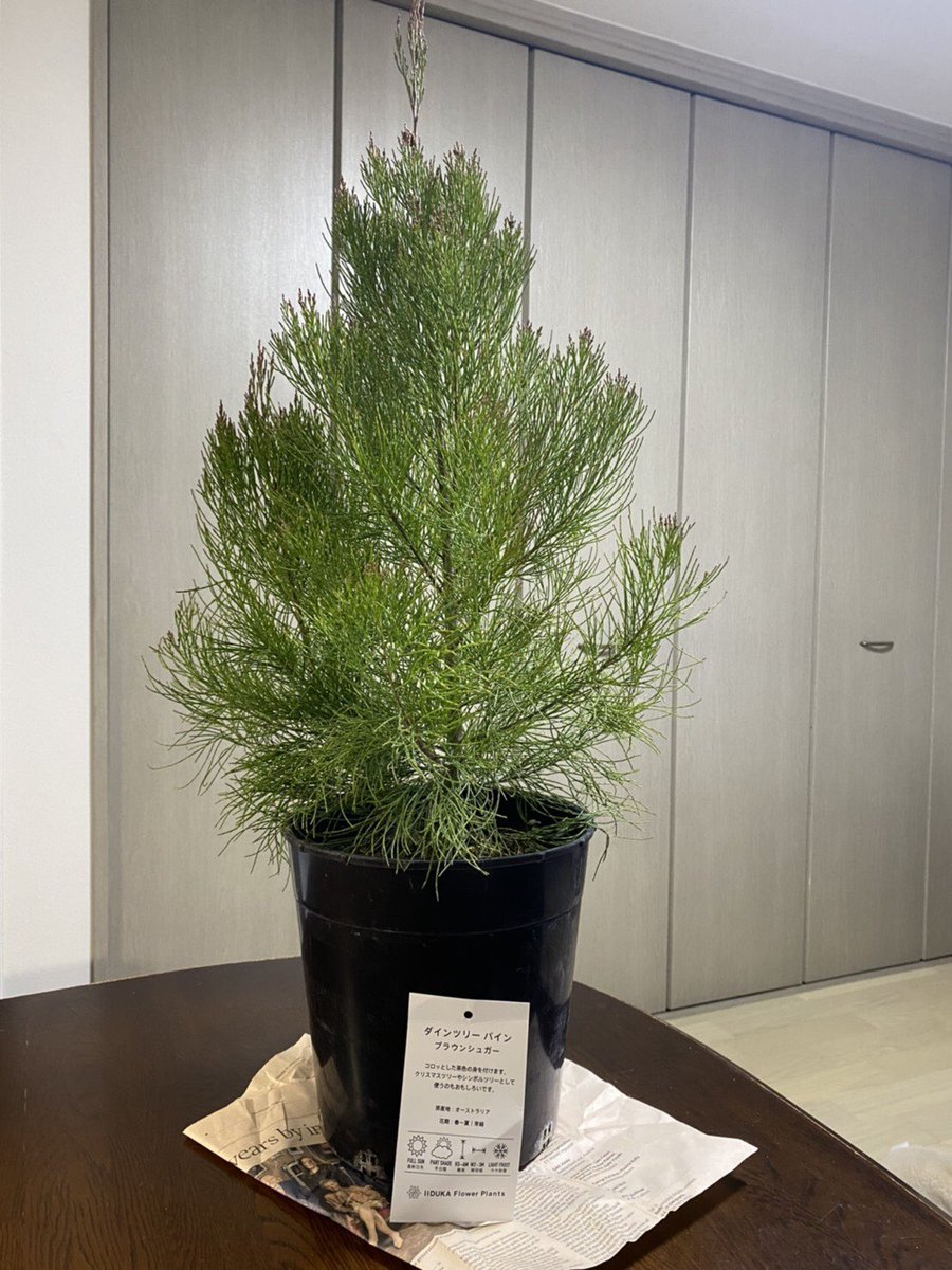 ダインツリーパイン ブラウンシュガー オージープランツ