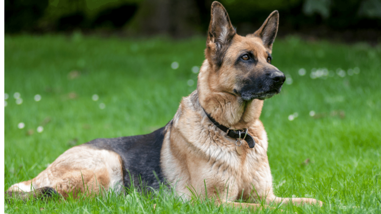 debongoapp's tweet photo. Some Ultimate Facts About The Majestic German Shepherd
#GermanShepherd #Dogs #DogFacts #Breed #Debongo 
https://t.co/x1V5omeoQc https://t.co/f3iYGQy5zL