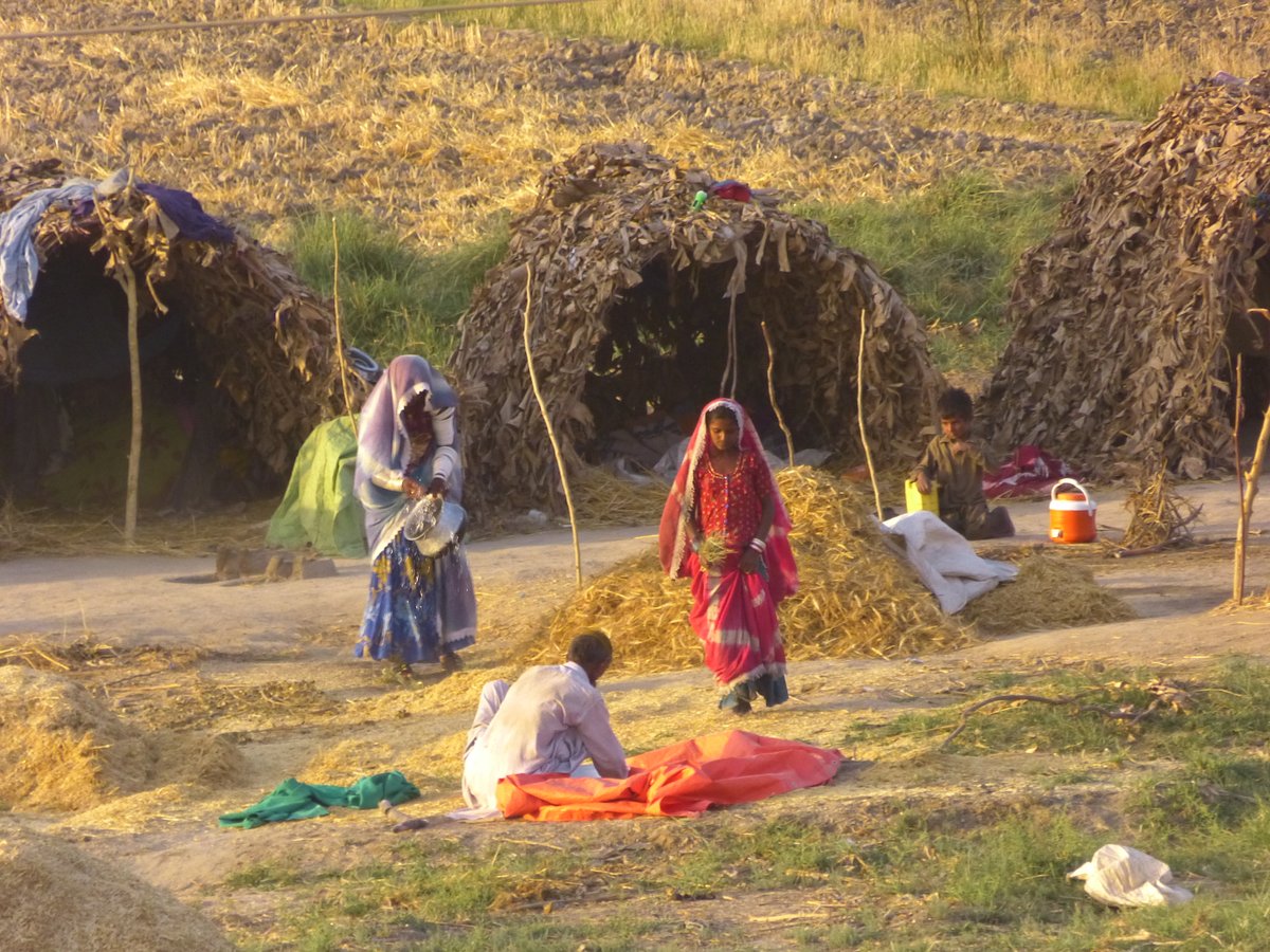 mmatalpur's tweet photo. 2/2
#WheatThreshing https://t.co/CbwNJawkgY