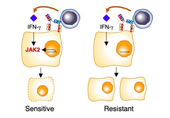 Joaquín Arribas (@joaquinarribas) on Twitter photo Today we publish the identification of a mechanism of resistance against cancer immune therapies in <a href="/NatureComms/">Nature Communications</a>. Congratulations to Enrique Arenas and Alex Martínez and many, many, thanks to our sponsors <a href="/SaludISCIII/">Instituto de Salud Carlos III (ISCIII)</a>, @aecc_es, Ausonia and <a href="/BCRFcure/">The Breast Cancer Research Foundation</a> Today we publish the identification of a mechanism of resistance against cancer immune therapies in <a href="/NatureComms/">Nature Communications</a>. Congratulations to Enrique Arenas and Alex Martínez and many, many, thanks to our sponsors <a href="/SaludISCIII/">Instituto de Salud Carlos III (ISCIII)</a>, @aecc_es, Ausonia and <a href="/BCRFcure/">The Breast Cancer Research Foundation</a>