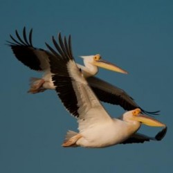 birdlife_me's tweet photo. #طائر_الأسبوع
طائرنا لهذا الأسبوع#البجعة_ البيضاء( Pelecanus onocrotalus)
مشيته المضحكة ستشعرك بالسعادة، فهو يقفز قفزات متتالية😂
Our bird of the week: #GreatWhitePelican
The white pelican has the funniest way of walking,like a series of jumps.😂
#MigratoryBirds #MSBproject https://t.co/UnCA59lLeJ