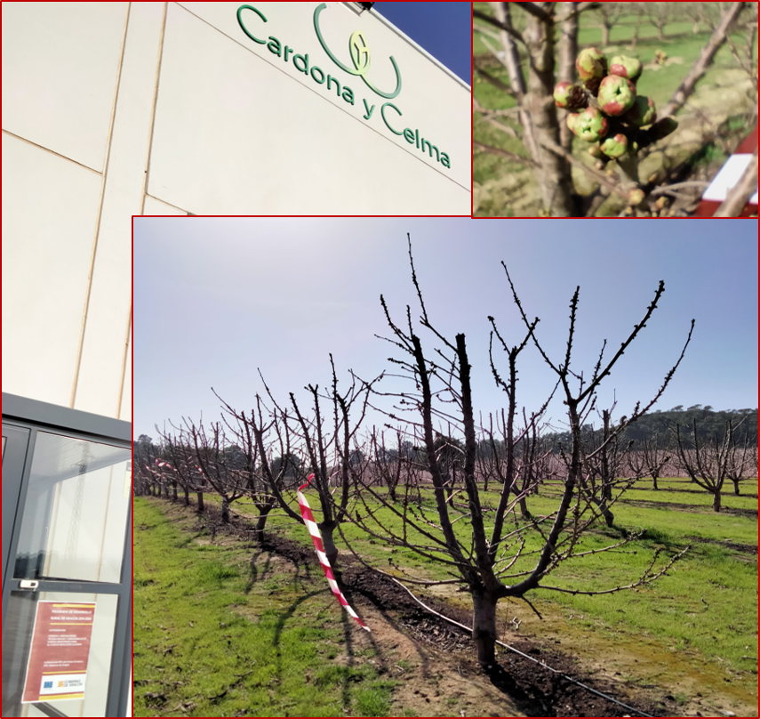EEAD - CSIC (@eead_csic) on Twitter photo Cereza+i: Innovaciones tecnológicas y agronómicas en cereza aragonesa para alcanzar mercados lejanos.
Tras la parada invernal pronto florecerán los cerezos, uno de los momentos clave para la fertilización foliar.
<a href="/GobAragon/">Gobierno de Aragón</a> <a href="/cardonaycelma/">Cardona y Celma</a> #ATRIA El Compromiso <a href="/PaintecSL/">PAINTEC</a> @PCTAD Cereza+i: Innovaciones tecnológicas y agronómicas en cereza aragonesa para alcanzar mercados lejanos.
Tras la parada invernal pronto florecerán los cerezos, uno de los momentos clave para la fertilización foliar.
<a href="/GobAragon/">Gobierno de Aragón</a> <a href="/cardonaycelma/">Cardona y Celma</a> #ATRIA El Compromiso <a href="/PaintecSL/">PAINTEC</a> @PCTAD