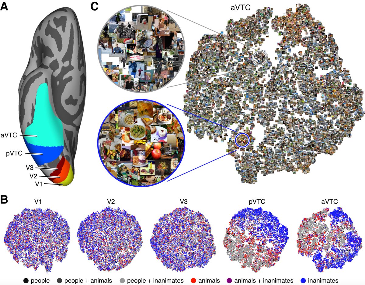 NSD is coming. Massive 7T fMRI dataset (70,000+ COCO images shown to 8 humans) + resting-state and diffusion + new single-trial GLM methods + extensive data preparation = data mining and machine learning happiness. biorxiv.org/content/10.110…
