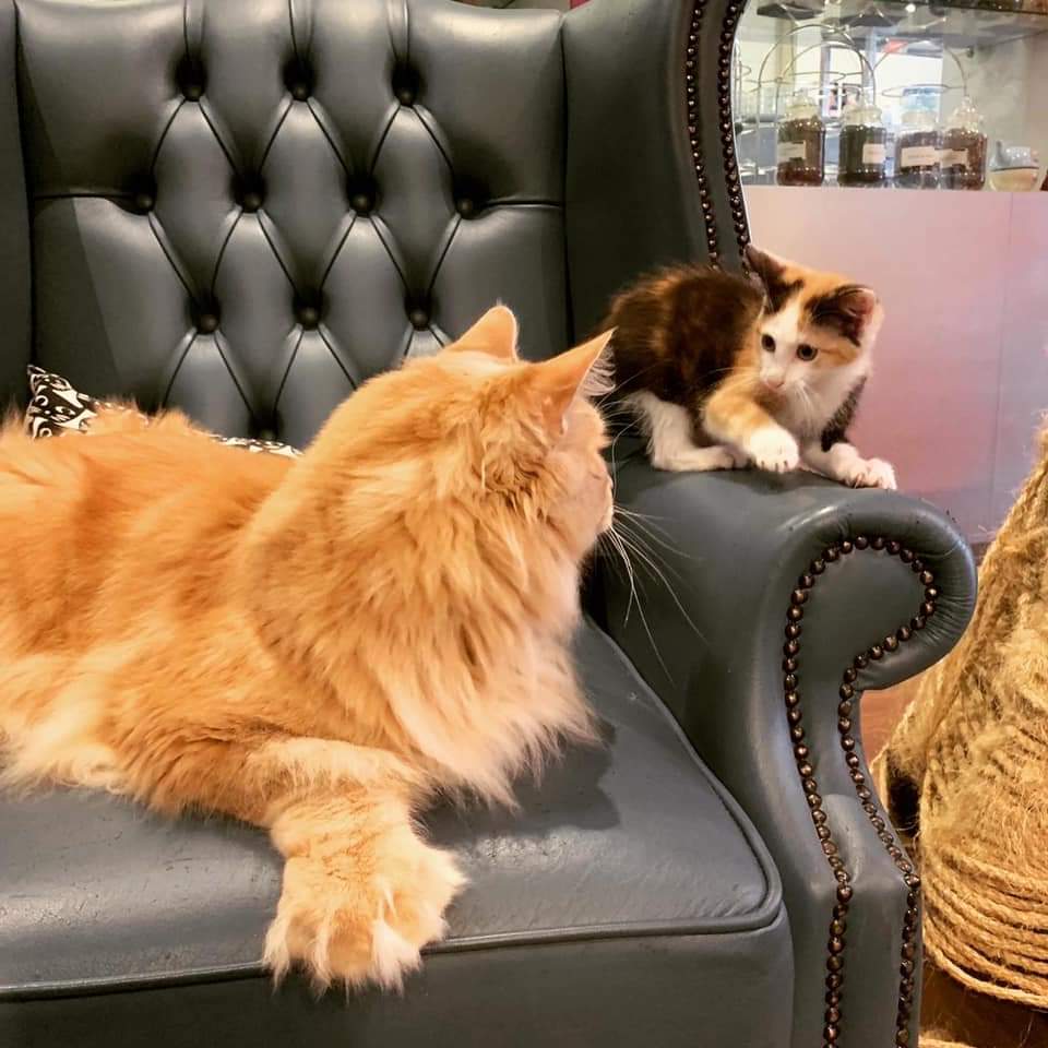HeathcliffeThe's tweet photo. I found in my phone Heathcliffe and baby Cheese 🥰. He loved a kitten and could never work out why they were little wary of him 😂 Because you were a giant Heathy and it took time to work out that you were a BFC (Big Friendly Cat) https://t.co/UXi07VjRym