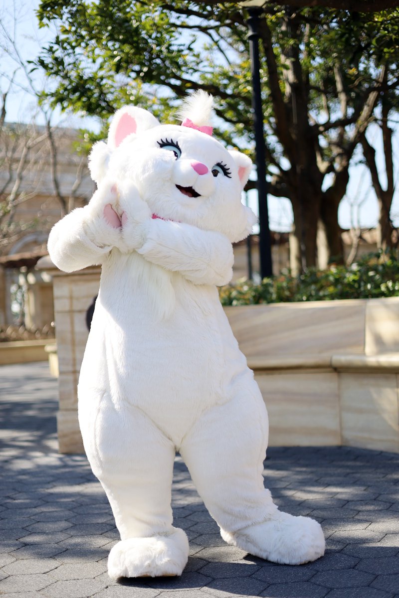 Mokosuke ネコの日だったのにベルリオーズに会えず キャラグリ キャラクターグリーティング おしゃれキャット マリーちゃん トゥルーズ ドナルドダック デイジー ディズニーシー 21 2 22