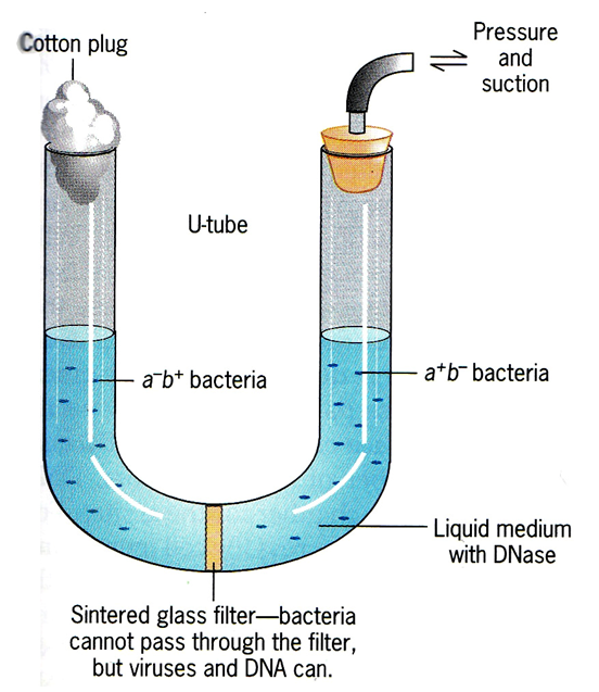 You: I really like YouTube
Me, a phage scientist: I too, like U-tube...