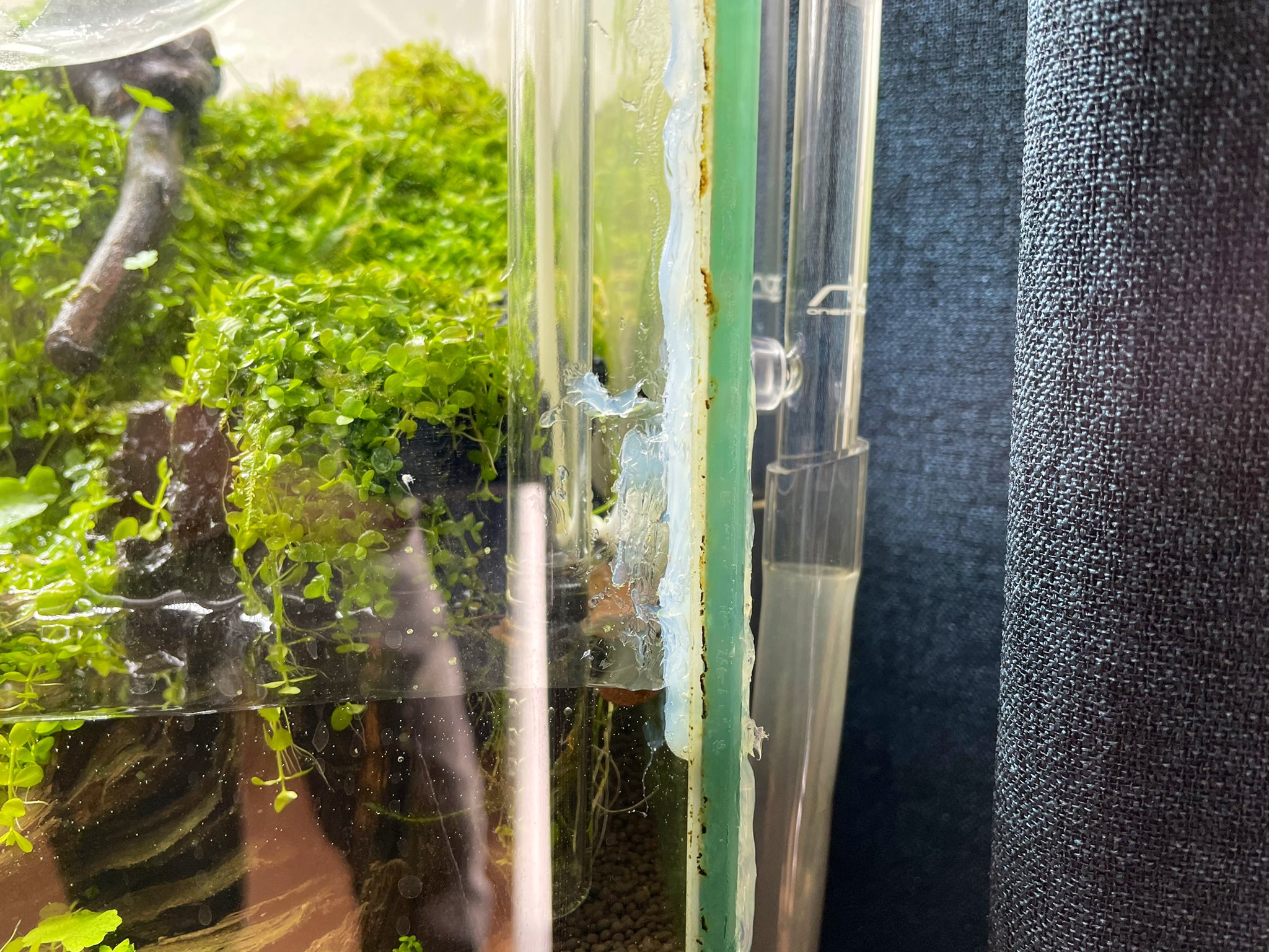 水草ゆすけ ちなみになぜ水槽を新たに買ったかというと 以前以前よりシリコンの間から水漏れしていたエーハイムの水槽がついにバスコークで修復出来なくなったからです シリコンの間にカビがかなり侵入していました 中学2年生の時から約15年使ってき 水草ゆすけ ちなみになぜ水槽を新たに買ったかというと 以前以前よりシリコンの間から水漏れしていたエーハイムの水槽がついにバスコークで修復出来なくなったからです シリコンの間にカビがかなり侵入していました 中学2年生の時から約15年使ってき