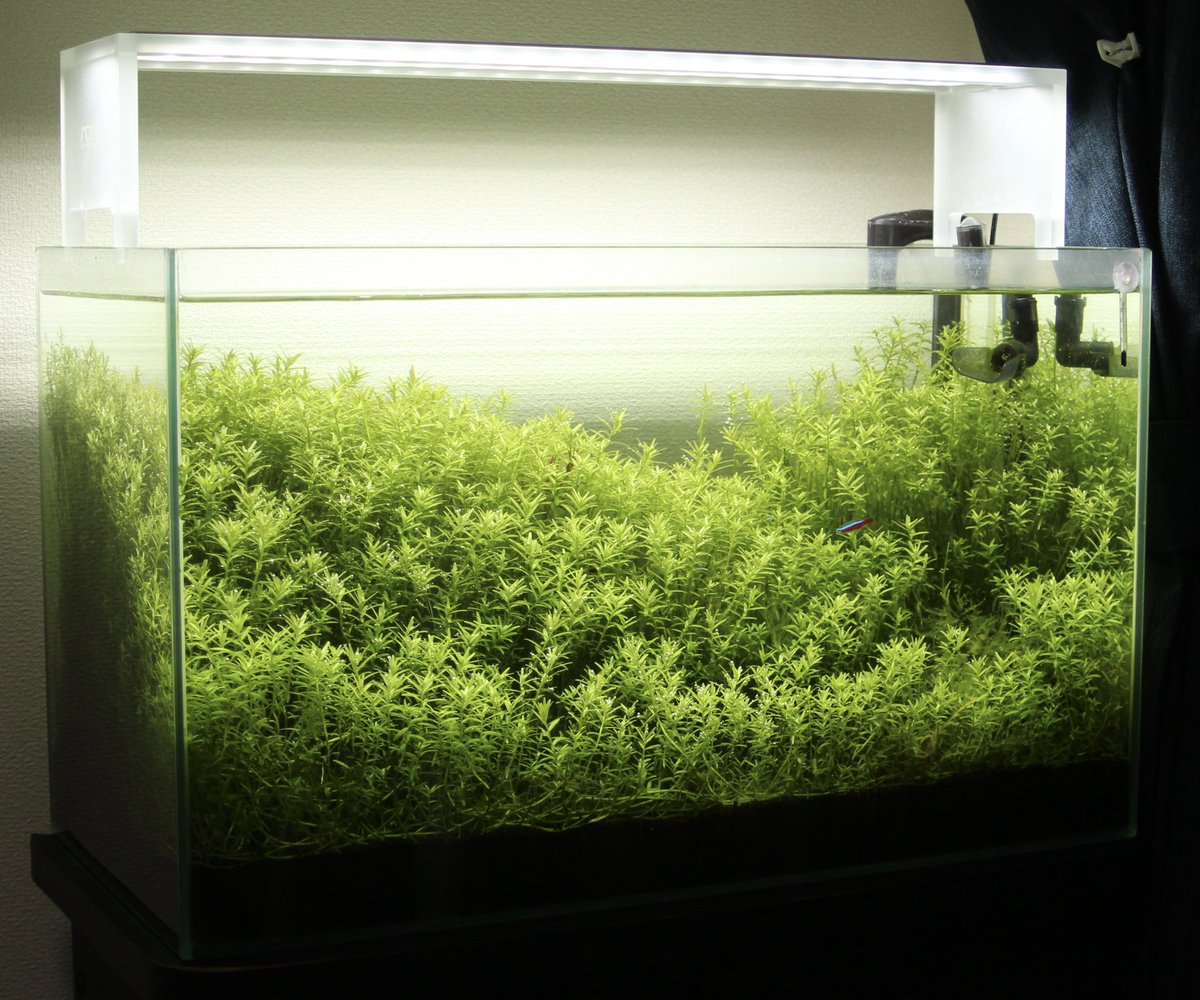 水草ゆすけ ちなみになぜ水槽を新たに買ったかというと 以前以前よりシリコンの間から水漏れしていたエーハイムの水槽がついに バスコークで修復出来なくなったからです シリコンの間にカビがかなり侵入していました 中学2年生の時から約15年使ってき 水草ゆすけ ちなみになぜ水槽を新たに買ったかというと 以前以前よりシリコンの間から水漏れしていたエーハイムの水槽がついに バスコークで修復出来なくなったからです シリコンの間にカビがかなり侵入していました 中学2年生の時から約15年使ってき
