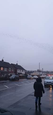 KellyFields1985's tweet photo. @GrangeYear4 We have been watching the Starlings fly over us on our afternoon walks. Its usually about 4pm when we see them starting to form their patterns in the sky. We took these photos a couple of weeks ago.  It was a bit wet so they arent the best photos. 
They are Beautiful! Evie F x https://t.co/5kegLAXxXD