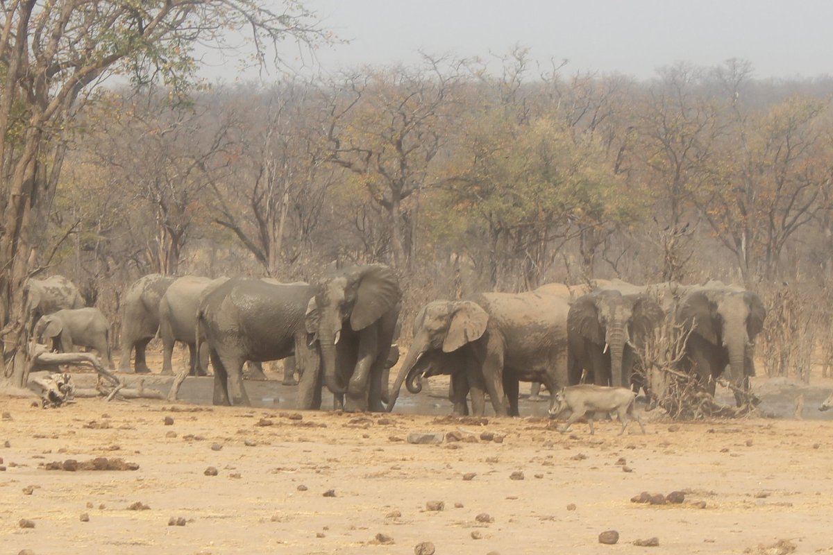 moyorodrickmov1's tweet photo. Development which disregards the environment is detrimental to humanity

All these efforts we have done such as the #SaveHwangeNationalPark campaign has been to ensure the recognition of the human right to a healthy environment
Same with #MyPlanetMyRights therefore #TheTimeIsNow https://t.co/5hVIKxMR4L