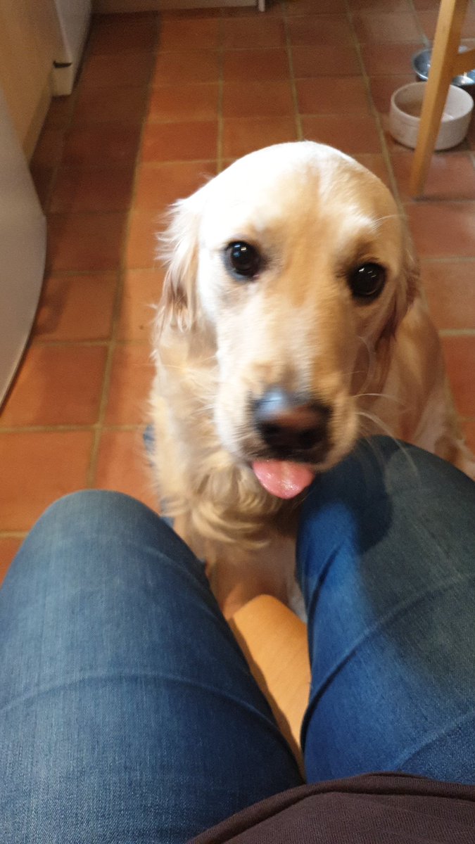 AnimalComms's tweet image. #tongueouttuesday #dogs #dogsofinstagram #GoldenRetrievers #pets #animals