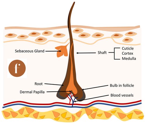 In health our eyelashes protect the eyes, but in disease they can disfigure, impair quality of life and threaten vision. In this review > bit.ly/35LX8Pl the authors discuss aspects of lashes that are relevant to all professionals working near the eyes.