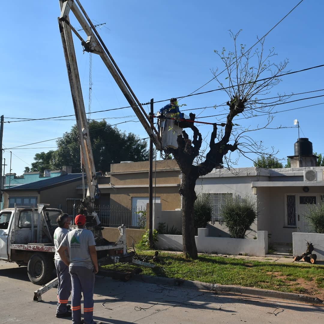 ServPublicMerce's tweet photo. Los trabajadores de la dirección de espacios verdes coordinada por Dario Taramasco llevaron adelante la extracción de un árbol ahuecado y con peligro de caída en calle 54 y 19, dando respuesta a los reclamos que los vecinos y vecinas realizan a la línea 147.

#CiudadDeTodos https://t.co/nNJLmqKIzW