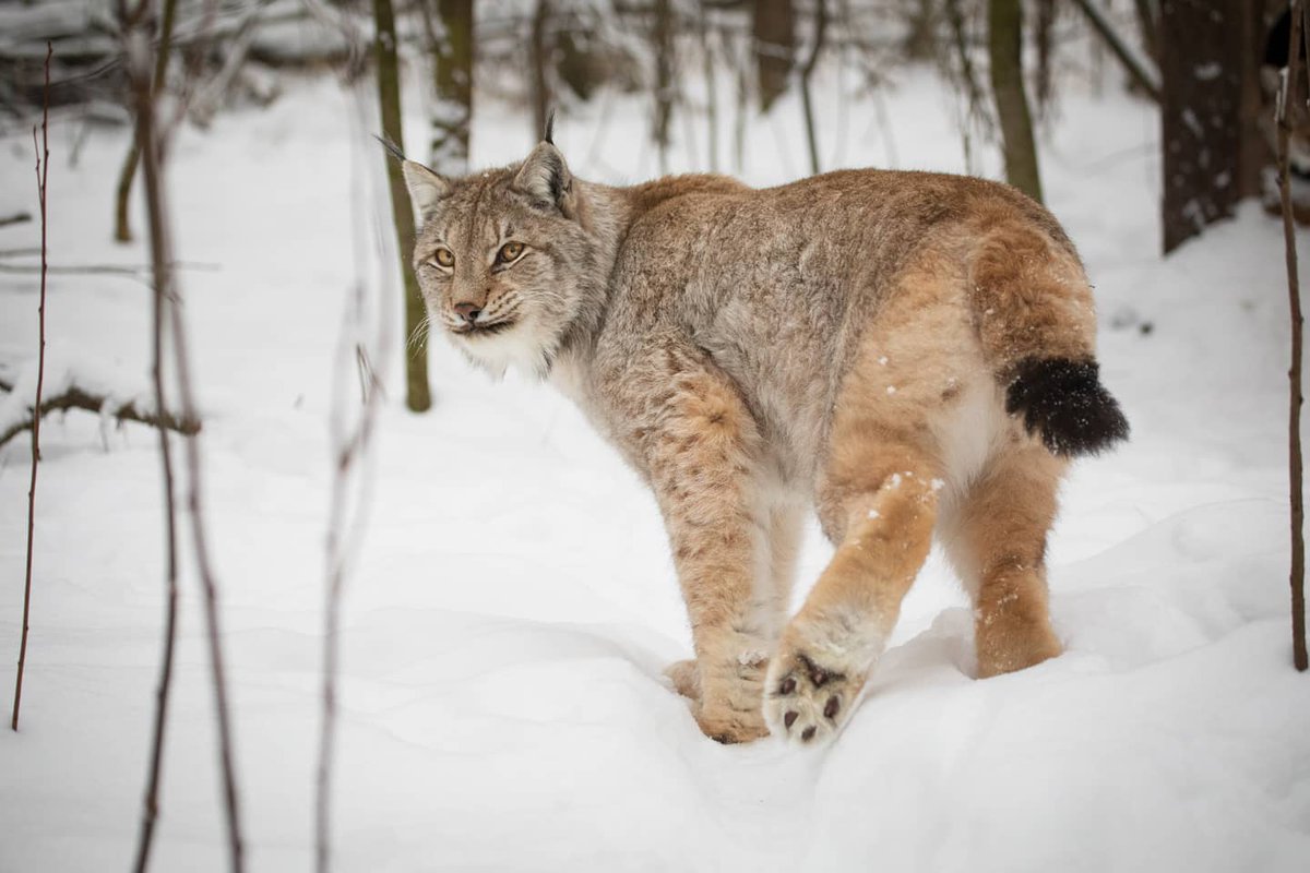 ano_abcr's tweet photo. In the Center the work "behind the scenes" is in full swing.
After the break we will add some photos of the Koshka to your feed.
#lynx #savelynx #wildlifeconservation https://t.co/tpij42d6f6