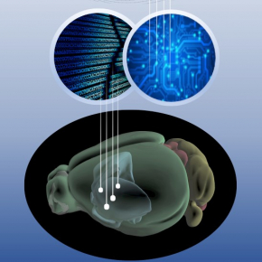 Alain Schuhl (@AlainSchuhl) on Twitter photo 2021-02-28 09:26:01 Une alliance génomique / intelligence artificielle : la perte des mécanismes de compensation et de résilience neuronale à la maladie de Huntington cnrs.fr/fr/maladie-de-… serait le moteur principal de l’évolution de la maladie au niveau moléculaire. @CNRS @INSB_CNRS @INSMI_CNRS Une alliance génomique / intelligence artificielle : la perte des mécanismes de compensation et de résilience neuronale à la maladie de Huntington cnrs.fr/fr/maladie-de-… serait le moteur principal de l’évolution de la maladie au niveau moléculaire. @CNRS @INSB_CNRS @INSMI_CNRS