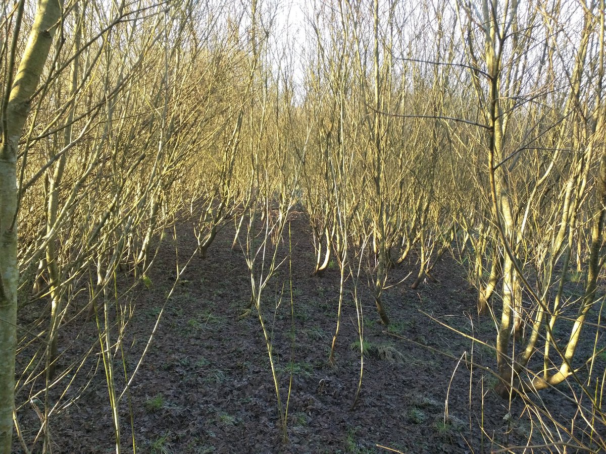 Veganic woodland 5 years ago, the first time leaf litter had covered all the ground. From barren pasture, to diverse woodland. Where the soil was once compacted &amp; lacking carbon to aerated soil that can hold water &amp; help reduce flooding.  #woodland #rewilding #trees #leaf #litter