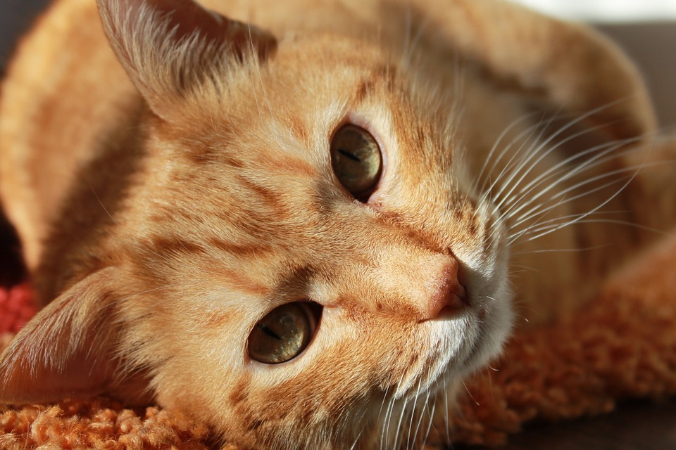 BritishVets's tweet photo. On #WorldSpayDay, we'd like to highlight that the benefits of neutering cats and dogs outweigh any associated welfare risks. Neutering helps prevent the birth of unwanted litters of kittens and puppies and the perpetuation of genetic defects 
https://t.co/QAzpOKvC3a https://t.co/pHfe6odw5r