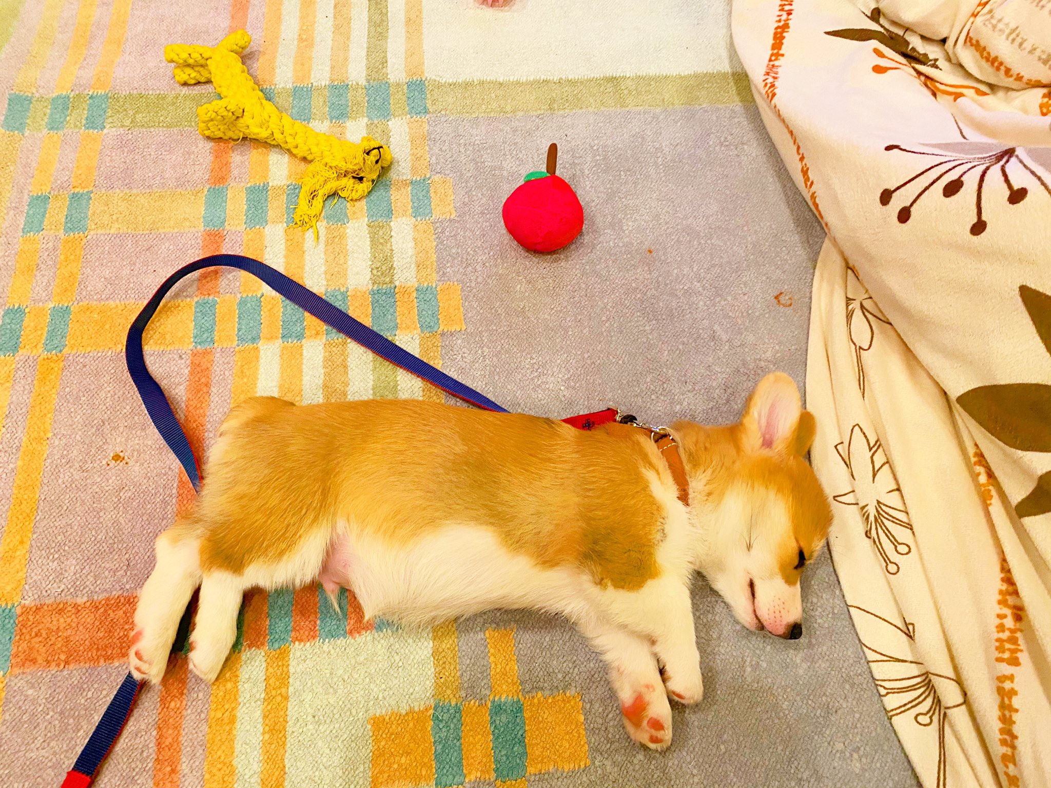 うゆ コーギー犬 Shshugyb7bd4tr3 Twitter