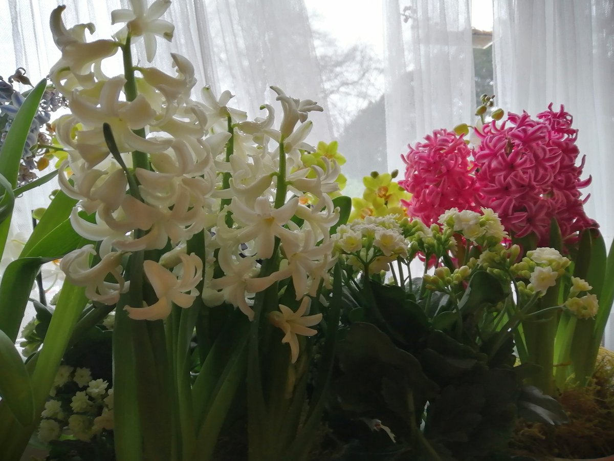SanjeePerera1's tweet photo. The living room is becoming more floriferous than I had imagined possible this frosty February. So no pressure at all for the 1st tight fisted little snowdropling to unclench its sepals. #SmallJoys #LockdownView https://t.co/h0HWPjcpXH
