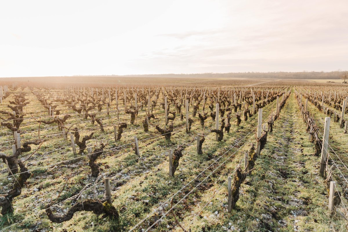 Peaceful winter mornings give way to the first rays of sun on our old Cabernet Sauvignon vines. #chateaulagrange