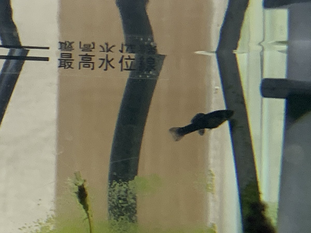 Hearo サカキ على تويتر 油膜取りに２匹だけ入れてたブラックモーリーが子供産んで生き残ってた 四匹か五匹くらい居そうな感じ