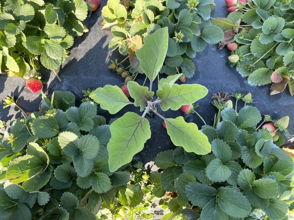 #strawberries #eggplant #relay-cropping #intercropping
Egg plants are planted in between the row at the end of strawberry season in Florida. Once strawberries are done in March, they are manually removed or applied with herbicide that allows more space for egg plants to grow.