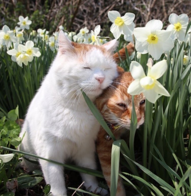 piinkibun's tweet image. 