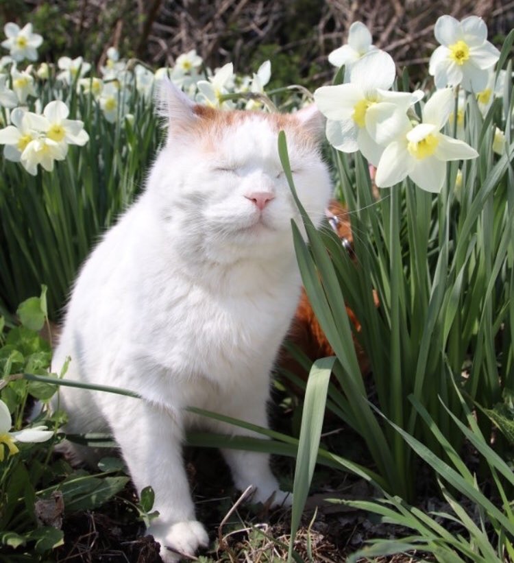 piinkibun's tweet image. 