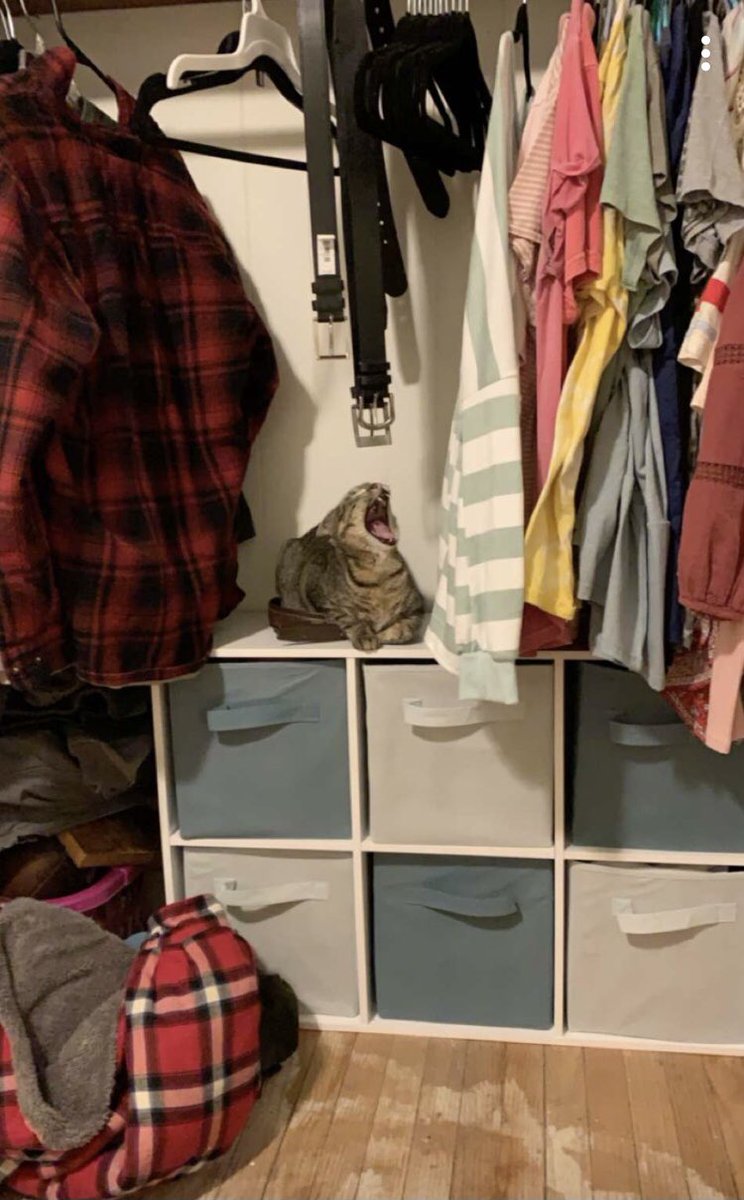 Peeter_Parkerr's tweet photo. My cat is MAD https://t.co/kNWtbVaZ9a