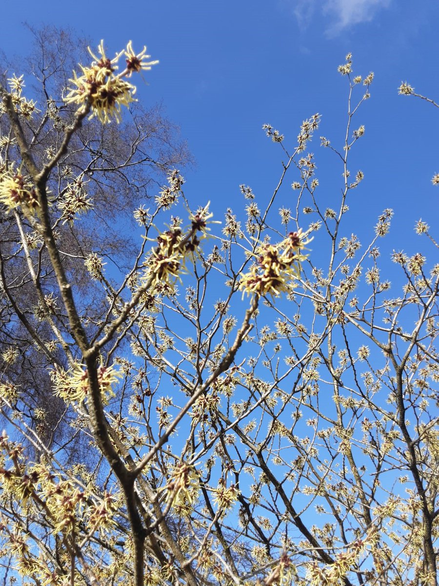 Arley Hall & Gardens tweet media