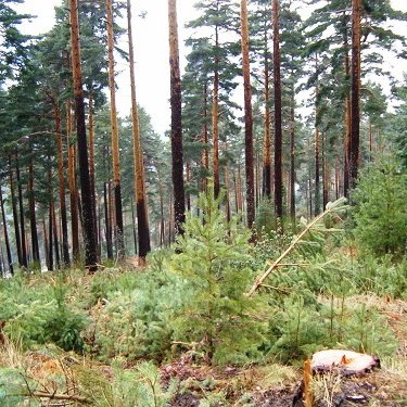 OPINIÓN: Pseudociencia en los sistemas forestales
Por Luis Díaz Balteiro, Catedrático de Ordenación de Montes y Valoración Agraria de @montes_mnatural 
👉 ow.ly/i0tq50DHy9f