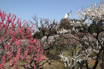 22年 大阪万博記念公園の見ごろはいつ 気になる最新開花情報 はれうさぎの耳寄り情報ブログ