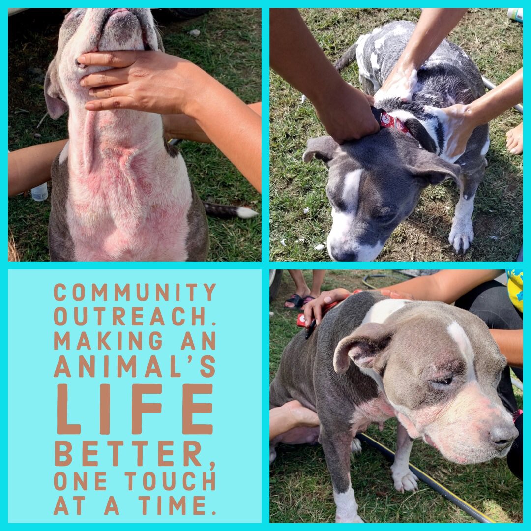 Some meds, flea/tick application, medicated bath: 25.00. Relief for this poor #sato, priceless. Help us help them.#dogsoftwitter #dogsofinstagram #vieques #spayneuter #dogrescue #PuertoRico #communityoutreach ourbigfatcaribbeanrescue.org/donate