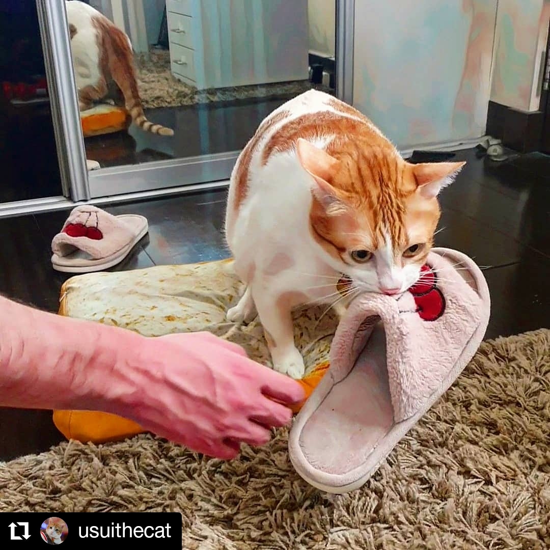 Teehee! Stole me mum's slipper 😼😸

#fyp #tiktokpets #catsvideo #cats #kitten #foryoupage #catsoftiktok #rescuedkitten #puspin #catsofinstagram #usuithecat